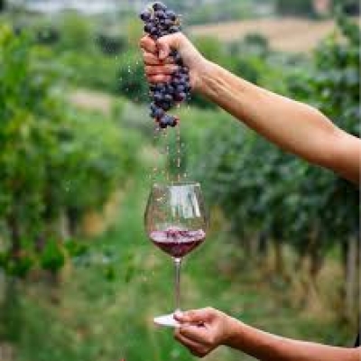 Wine MarcheT 2025 &ndash; Senigallia celebra i vignaioli indipendenti FIVI