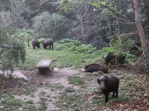 Ascoli Piceno - Emergenza cinghiali, il Comune pensa di attivare un tavolo