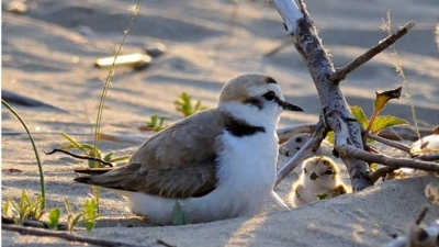 Tartarughe e fratini arrivano sulle nostre spiagge