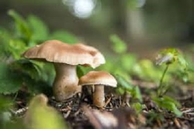 Quattro avvelenamenti da funghi, l'Ast 'occorre prudenza'