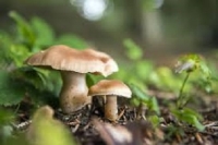 Quattro avvelenamenti da funghi, l'Ast 'occorre prudenza'