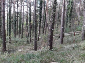 FORESTE PI&Ugrave; VIVE E SOSTENIBILI: AL VIA LA COLLABORAZIONE TRA REGIONE MARCHE, SNAM E UNIONE MONTANA POTENZA ESINO MUSONE