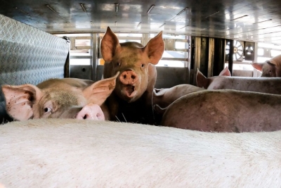 Perdite da rimorchi in sosta con carcasse infette da peste suina