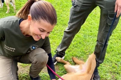 Cani e gatti aspettano una famiglia, a Fermo 