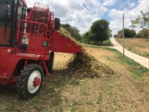 Coldiretti Marche, barbabietole: &ldquo;Sempre pi&ugrave; aziende al lavoro per lo zucchero 100% italiano&rdquo;