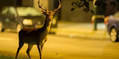 Gestione fauna selvatica, l’assessore Bugaro sul salvataggio di un daino ad Arcevia: “Operazione efficace, frutto di un lavoro coordinato tra istituzioni”
