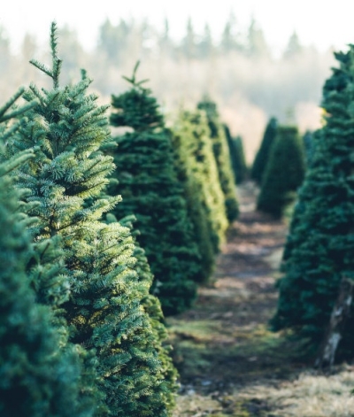 Alberi di natale veri per le scuole primarie di Ascoli Piceno