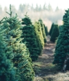 Alberi di natale veri per le scuole primarie di Ascoli Piceno
