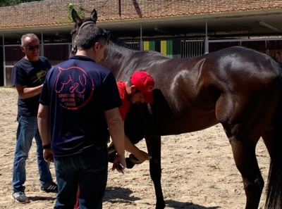 Ascoli Piceno - Quintana, al via le visite veterinarie per 26 cavalli
