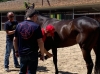 Ascoli Piceno - Quintana, al via le visite veterinarie per 26 cavalli