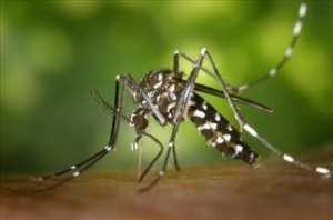 Dengue a Fano, la situazione &egrave; monitorata