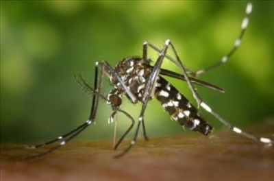 Dengue a Fano, la situazione è monitorata