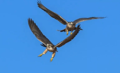 Bracconieri in azione, abbattuto un rarissimo esemplare di Falco Lanario
