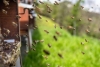PIANDIMELETO E BELFORTE ALL&rsquo;ISAURO PUNTANO SULLA RICCHEZZA DELL&rsquo;AMBIENTE CON &lsquo;IL MIELE DEL MONTEFELTRO: API, BIODIVERSIT&Agrave; E TURISMO&rsquo;