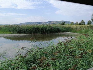 Riserva Naturale Sentina, interventi di manutenzione in tutto il parco