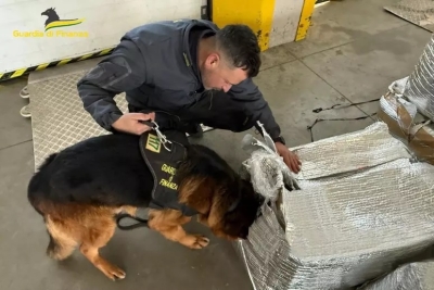 Cane antidroga delle Fiamme Gialle fiuta marijuana, sequestrati 190 kg