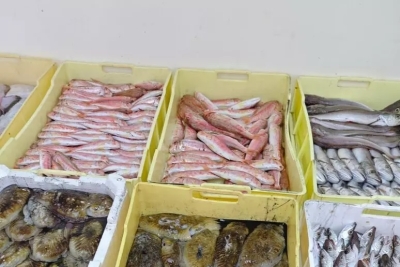 Sequestrati 800 kg di prodotti ittici senza tracciabilità