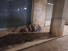 Si pone l'attenzione sul caso del cittadino che dorme sul pavimento del porticato dell'Istituto del Divino Amore in Piazza Cristo Re