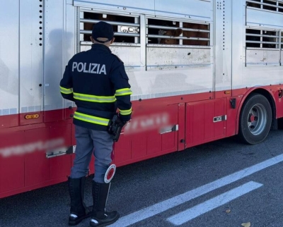 Trasporto internazionale di bovini, la polizia multa i conducenti