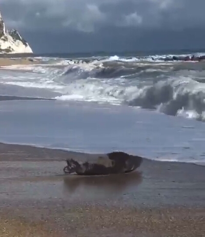 Avvistamento foca monaca: proposta, rilanciata online, di istituire un comitato di cittadini volontari per sorvegliare l'area scelta dall'animale come rifugio con contributo di 1.000 euro