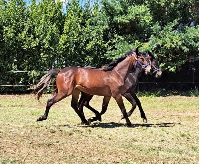 Il “San Paolo” celebra la figura di Costantino Romanelli